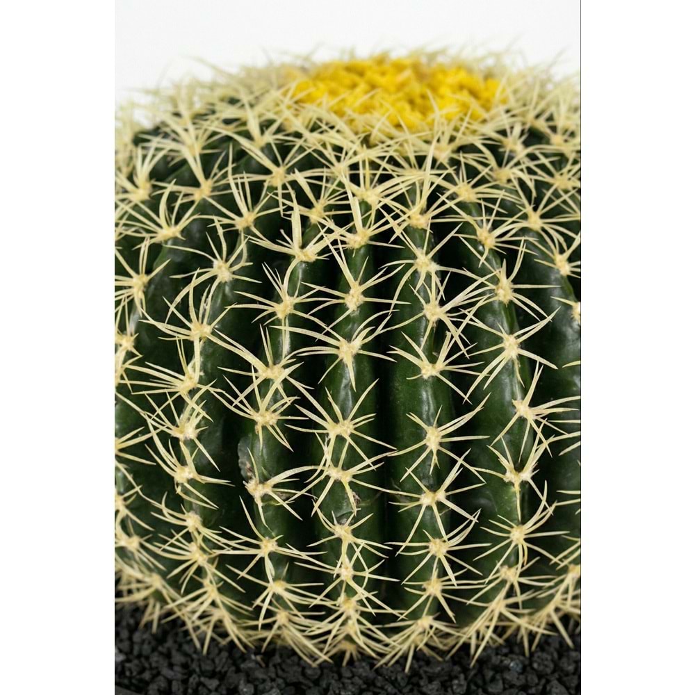 18 CM TOP KAKTUS