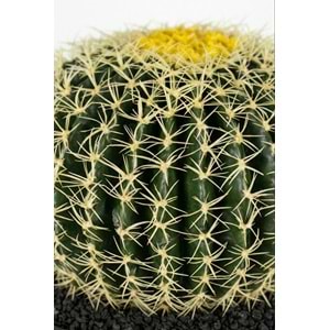 18 CM TOP KAKTUS