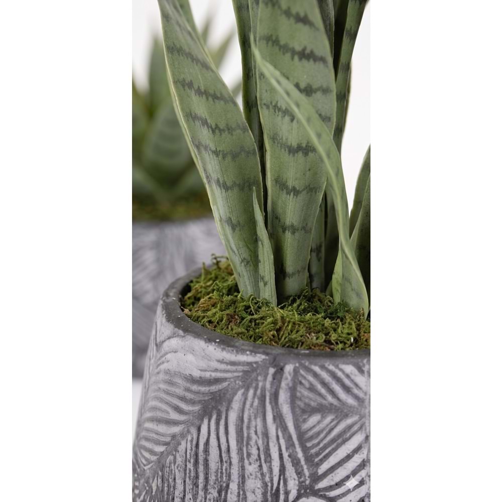 65 CM SANSEVERIA