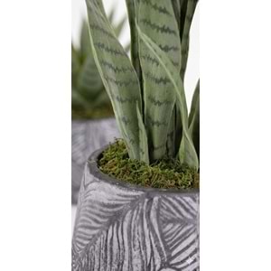 65 CM SANSEVERIA