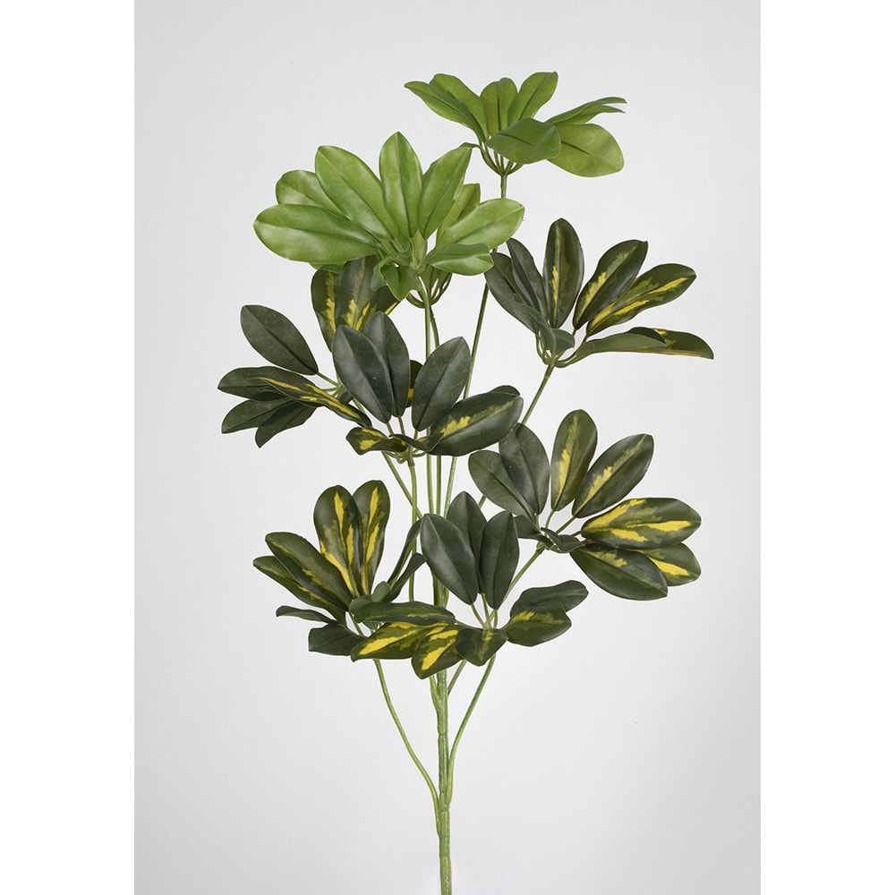 55 CM SCHFLERA