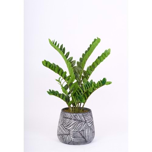 90 CM ZAMIA