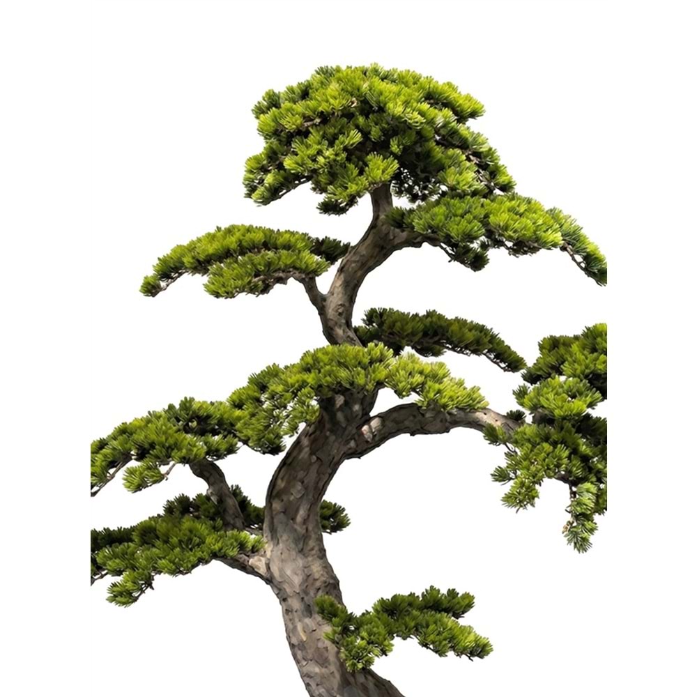 150 CM BONSAI