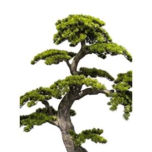 150 CM BONSAI