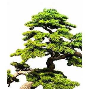 200 CM BONSAI