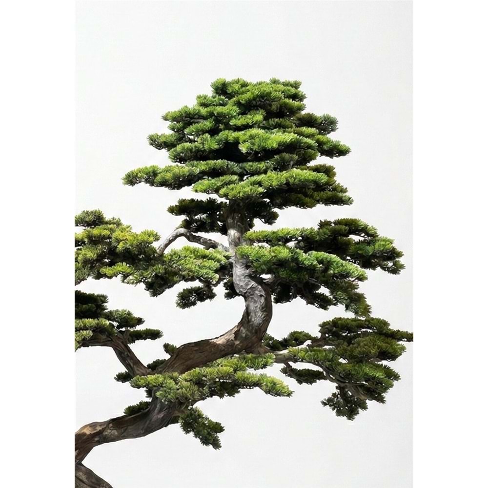 220 CM BONSAI