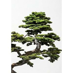 220 CM BONSAI
