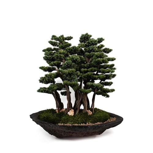 130 CM SAKSILI AĞAÇ BONSAI