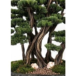 130 CM SAKSILI AĞAÇ BONSAI