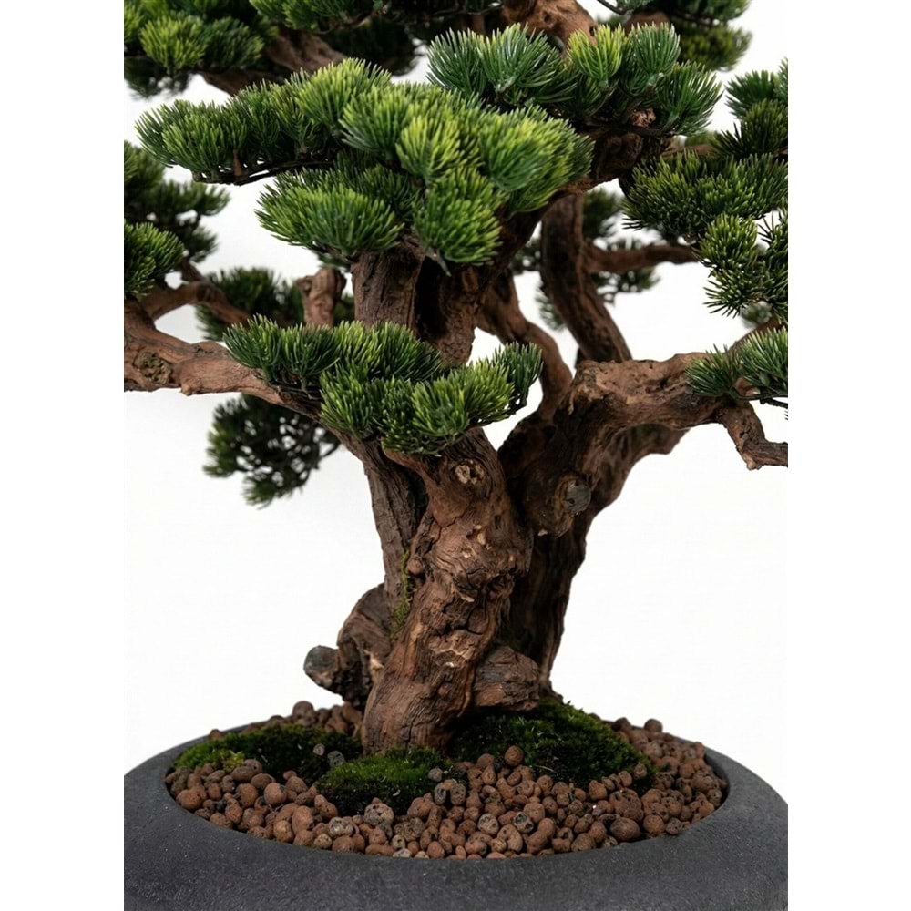 100 CM SAKSILI AĞAÇ BONSAI