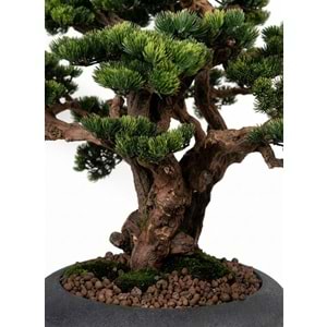 100 CM SAKSILI AĞAÇ BONSAI