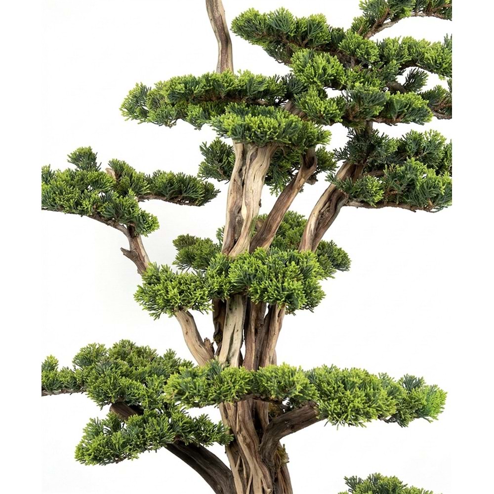 BONSAI 100*120 CM