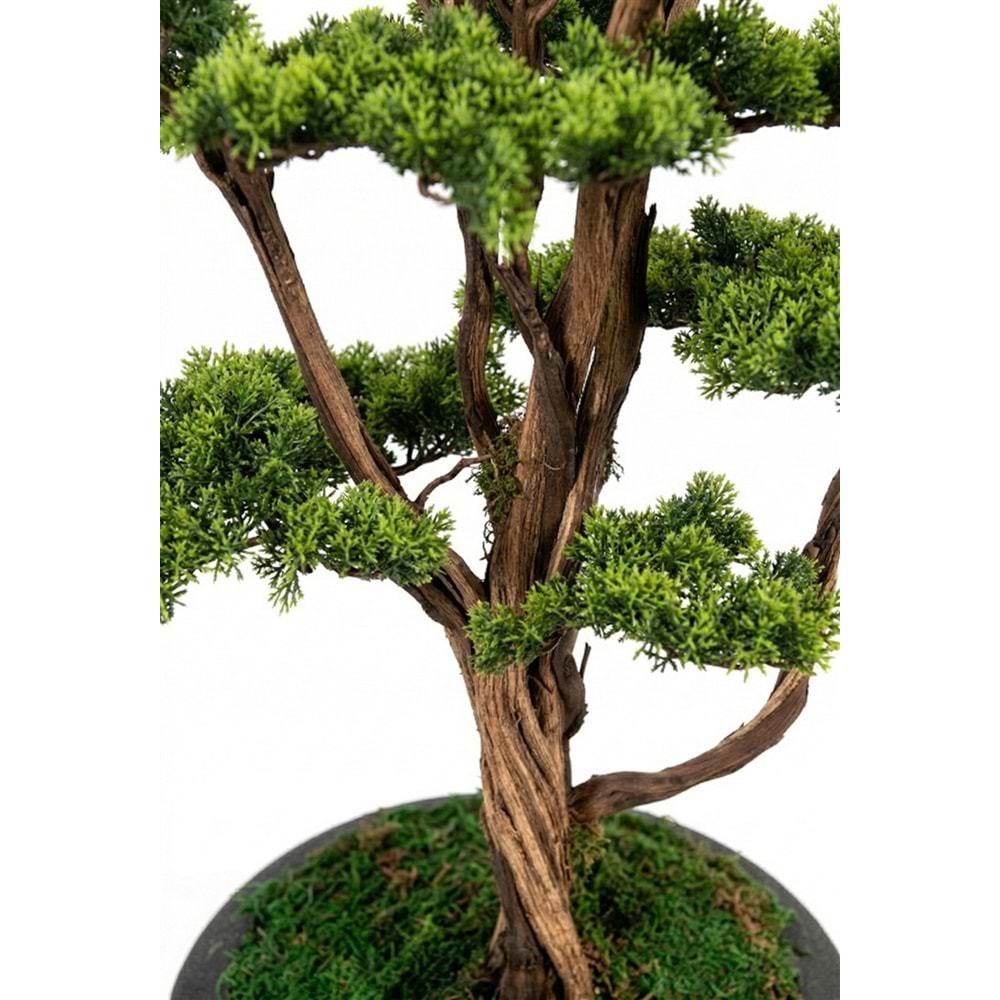 120 CM SAKSILI BONSAI AĞAÇ