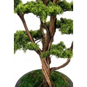120 CM SAKSILI BONSAI AĞAÇ