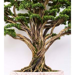 BONSAI HAYAT AĞACI 170*220