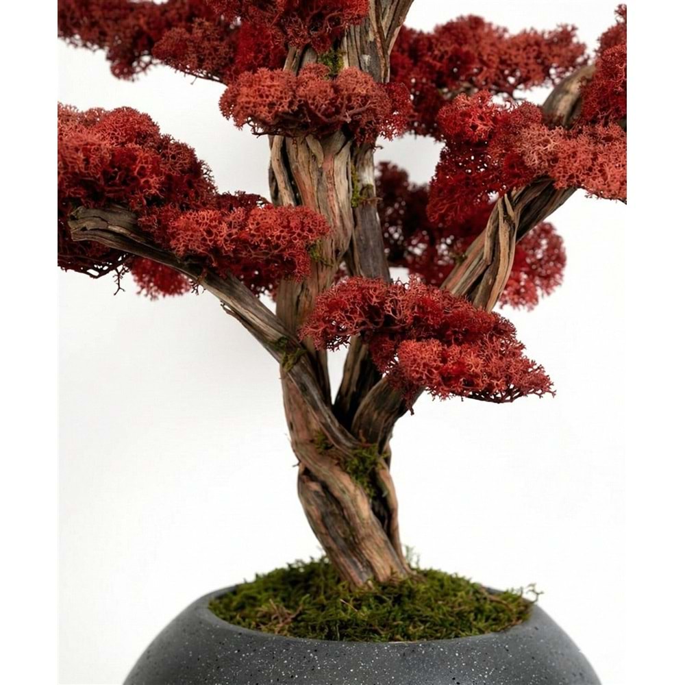 120 CM SAKSILI BONSAI AĞAÇ