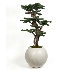 170 CM SAKSILI BONSAI AĞAÇ