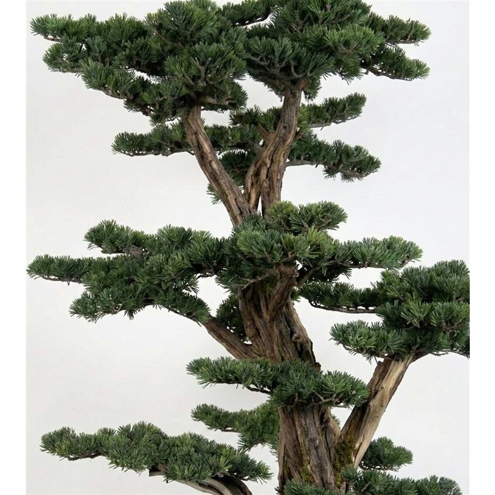 170 CM SAKSILI BONSAI AĞAÇ