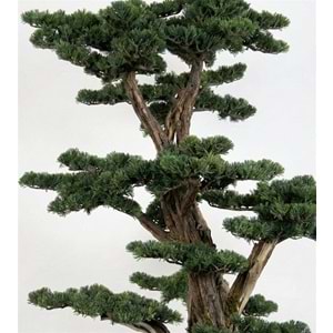 170 CM SAKSILI BONSAI AĞAÇ
