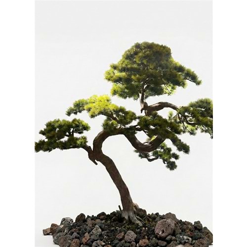 250 CM BONSAI