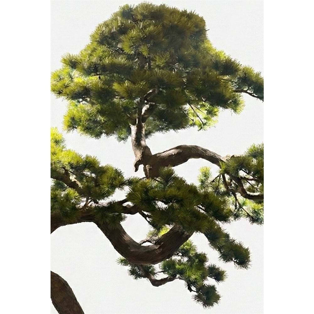 250 CM BONSAI