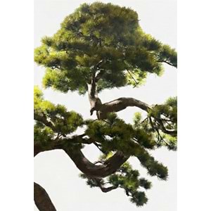 250 CM BONSAI