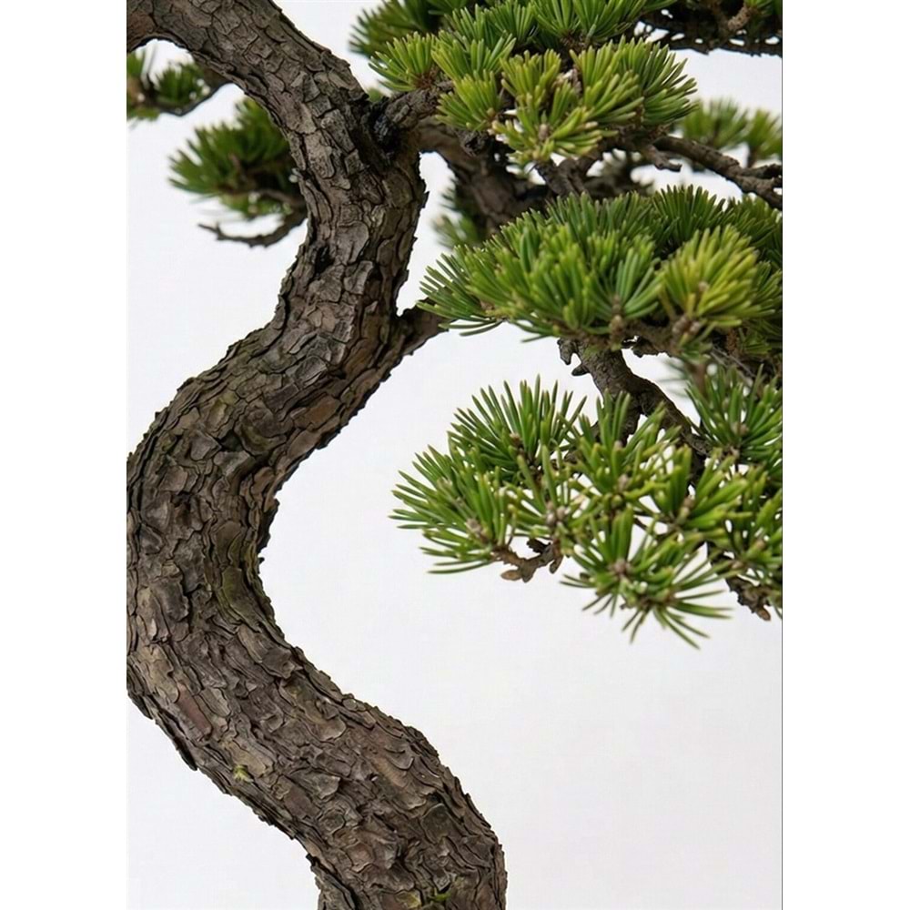 120 CM BONSAI