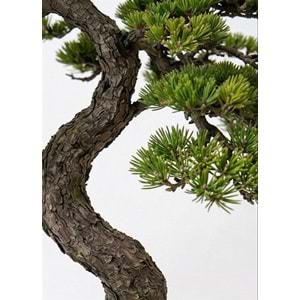 120 CM BONSAI