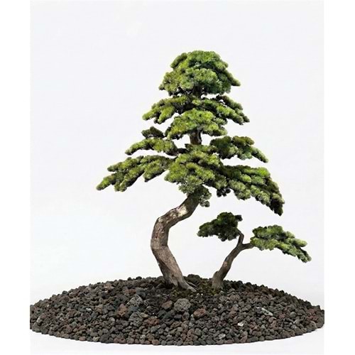 200 CM BONSAI