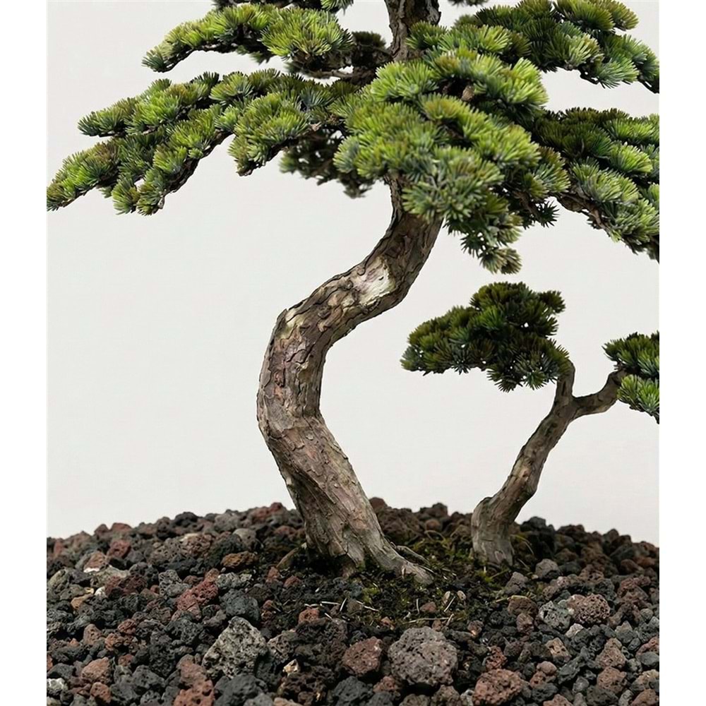 200 CM BONSAI