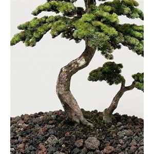 200 CM BONSAI