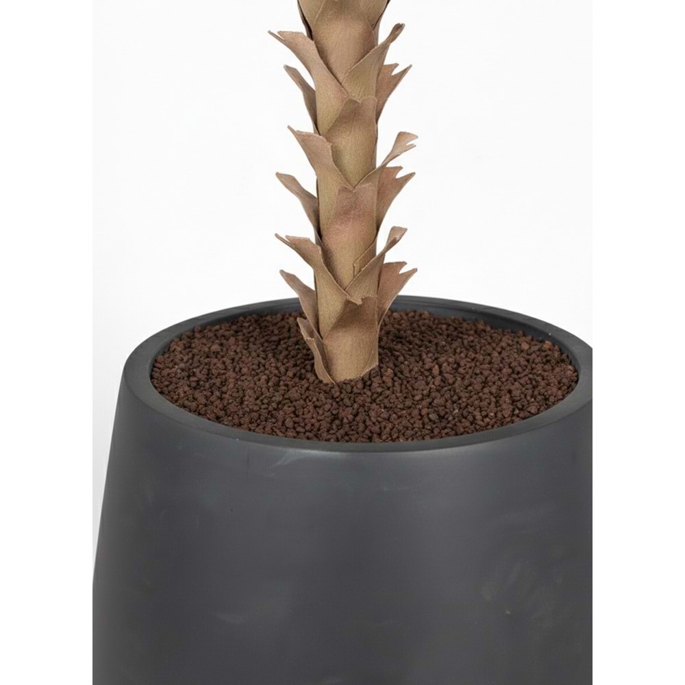 118 CM AGAVE