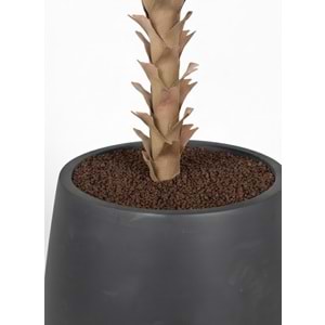 118 CM AGAVE