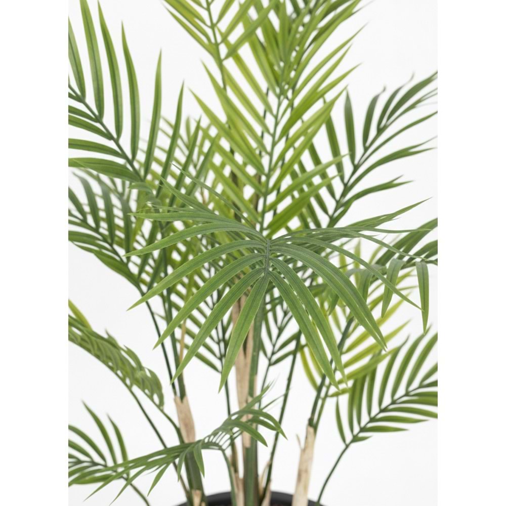 150 CM AREKA