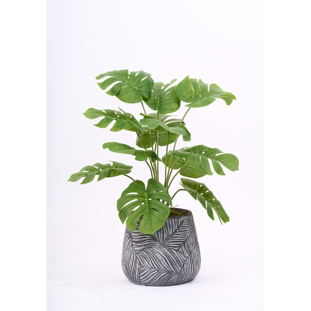 68 CM MONSTERA