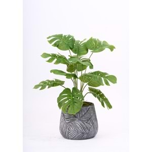 68 CM MONSTERA