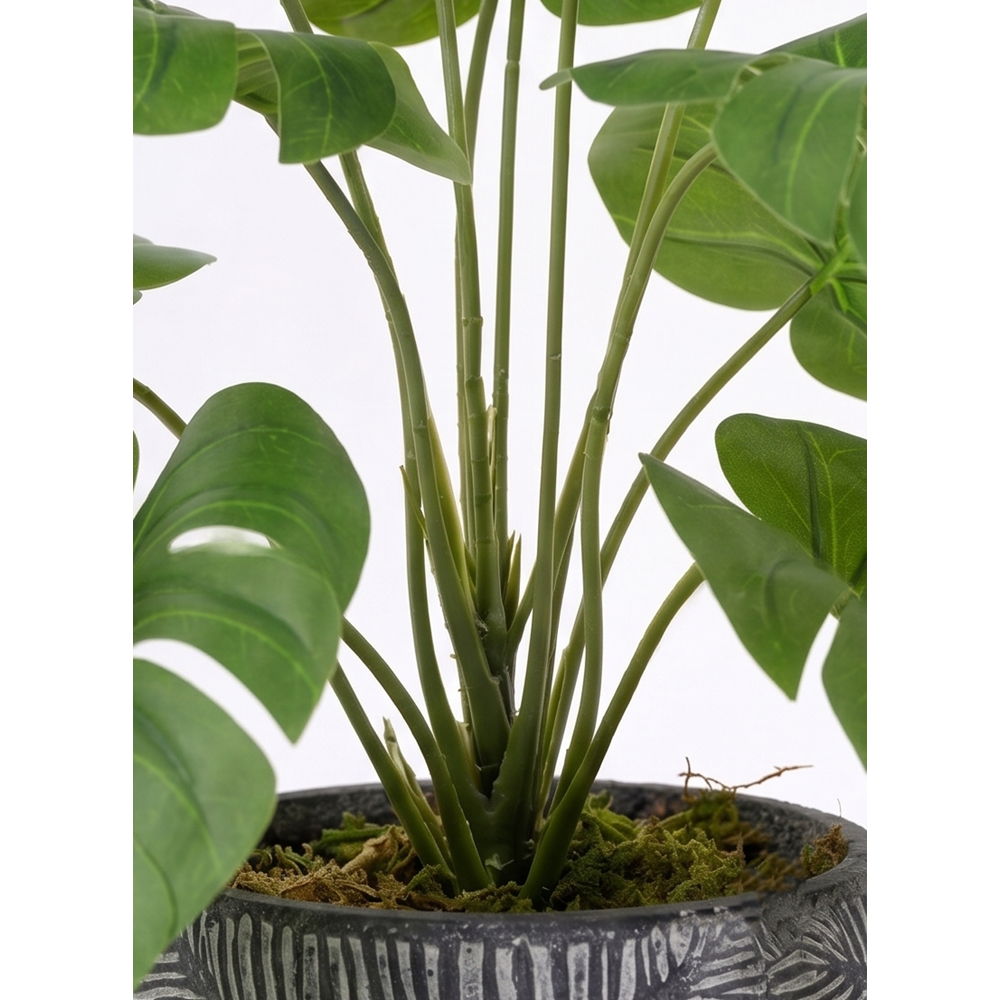 68 CM MONSTERA