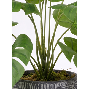 68 CM MONSTERA