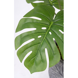 68 CM MONSTERA