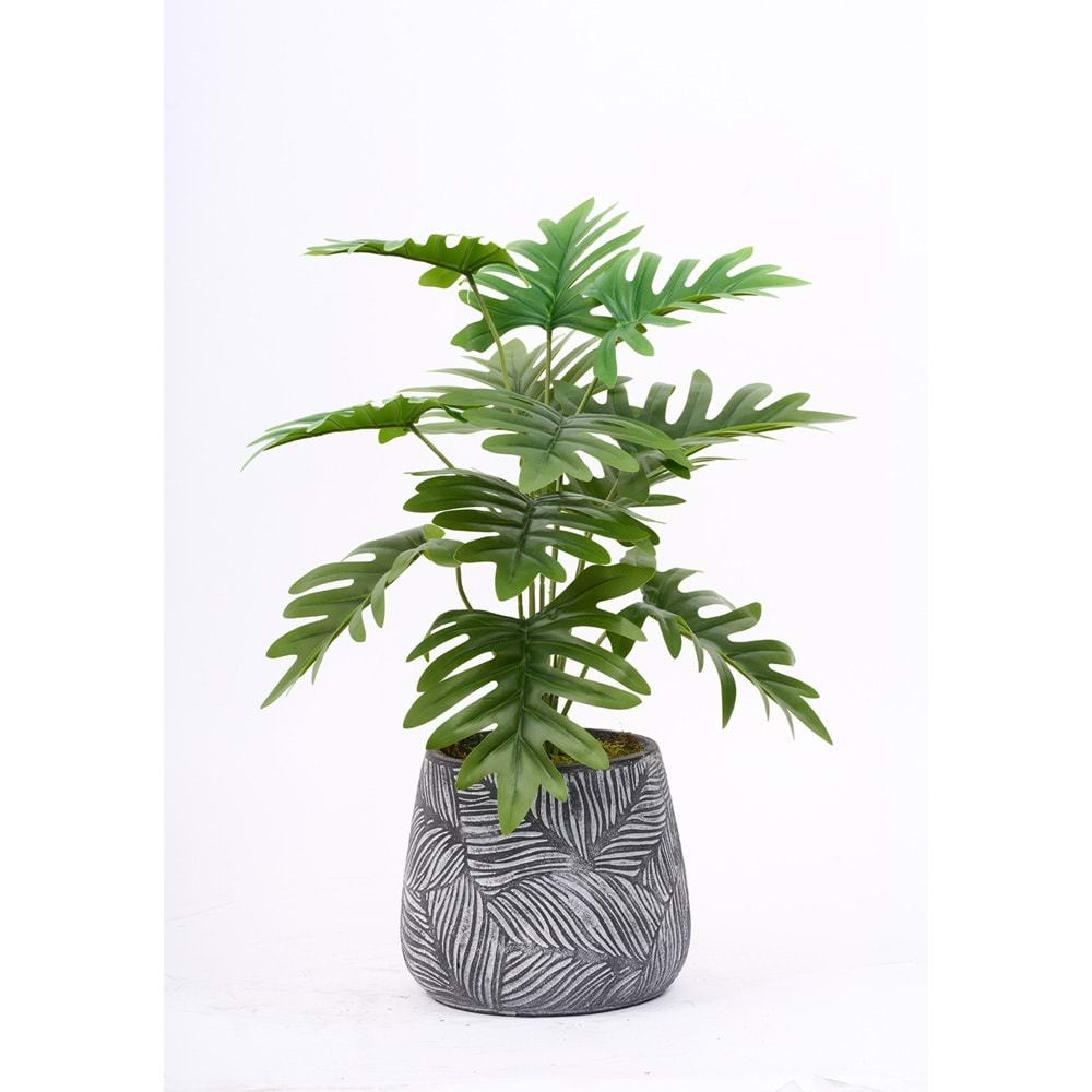 68 CM PHILODENDRON