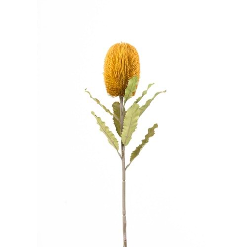 BANKSIA TEK DAL 65 CM SARI