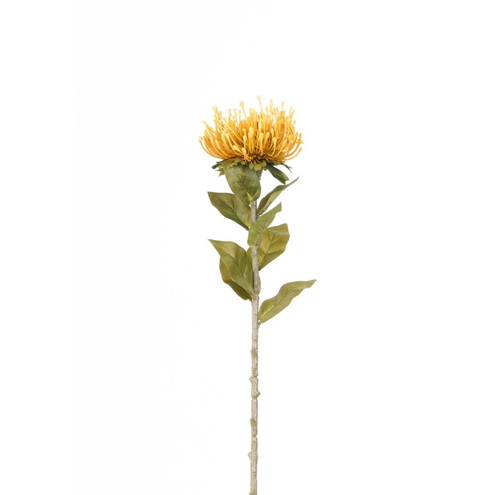 PROTEA TEK DAL 73 CM SARI