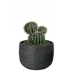 30 CM TOP KAKTUS