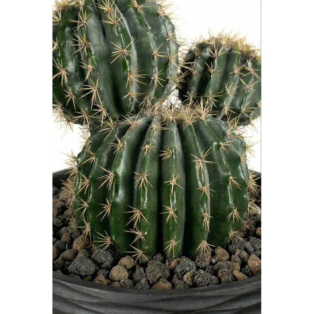 30 CM TOP KAKTUS
