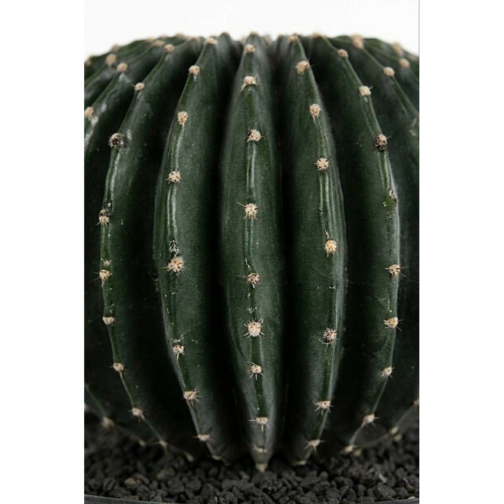 26 CM TOP KAKTUS