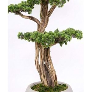 120 CM SAKSILI AĞAÇ BONSAI