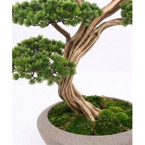 120 CM SAKSILI AĞAÇ BONSAI