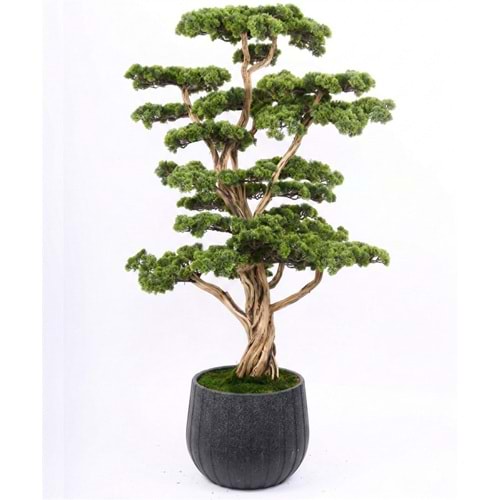 170 CM BONSAI