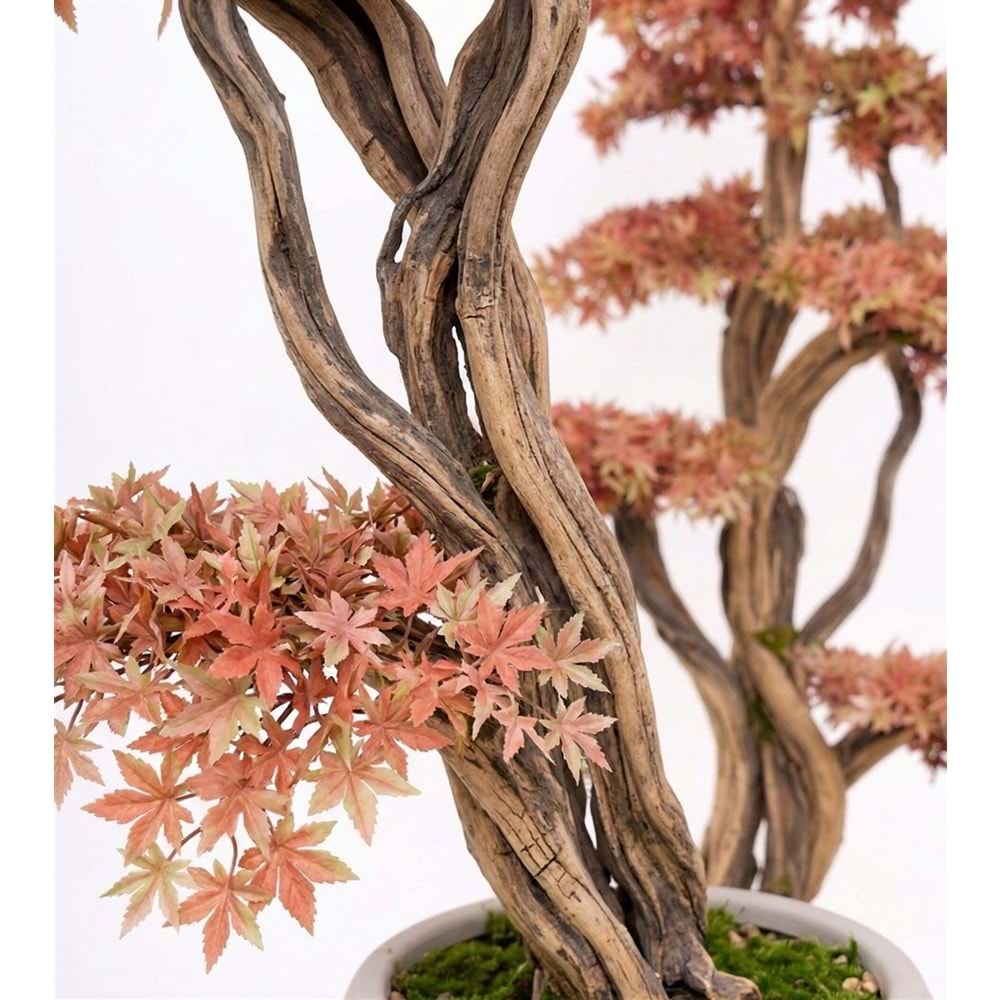 170 CM SAKSILI AĞAÇ BONSAI