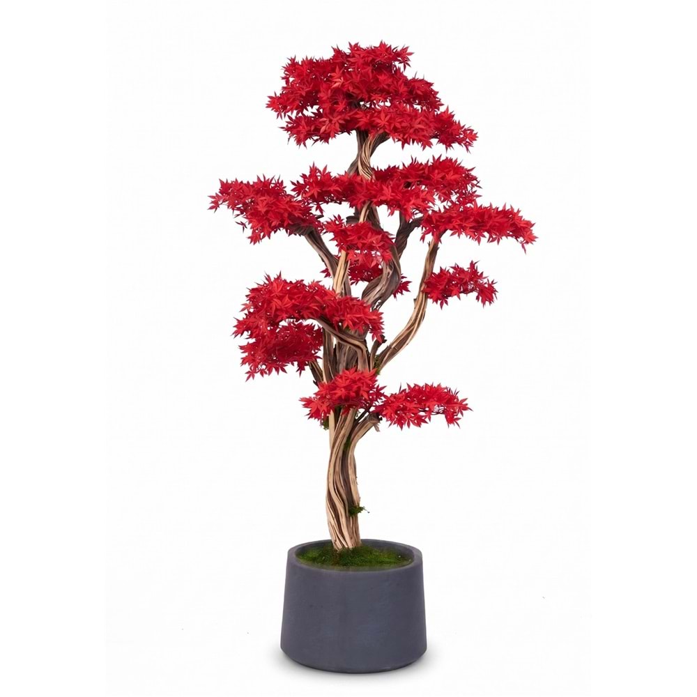 160 CM SAKSILI AĞAÇ BONSAI